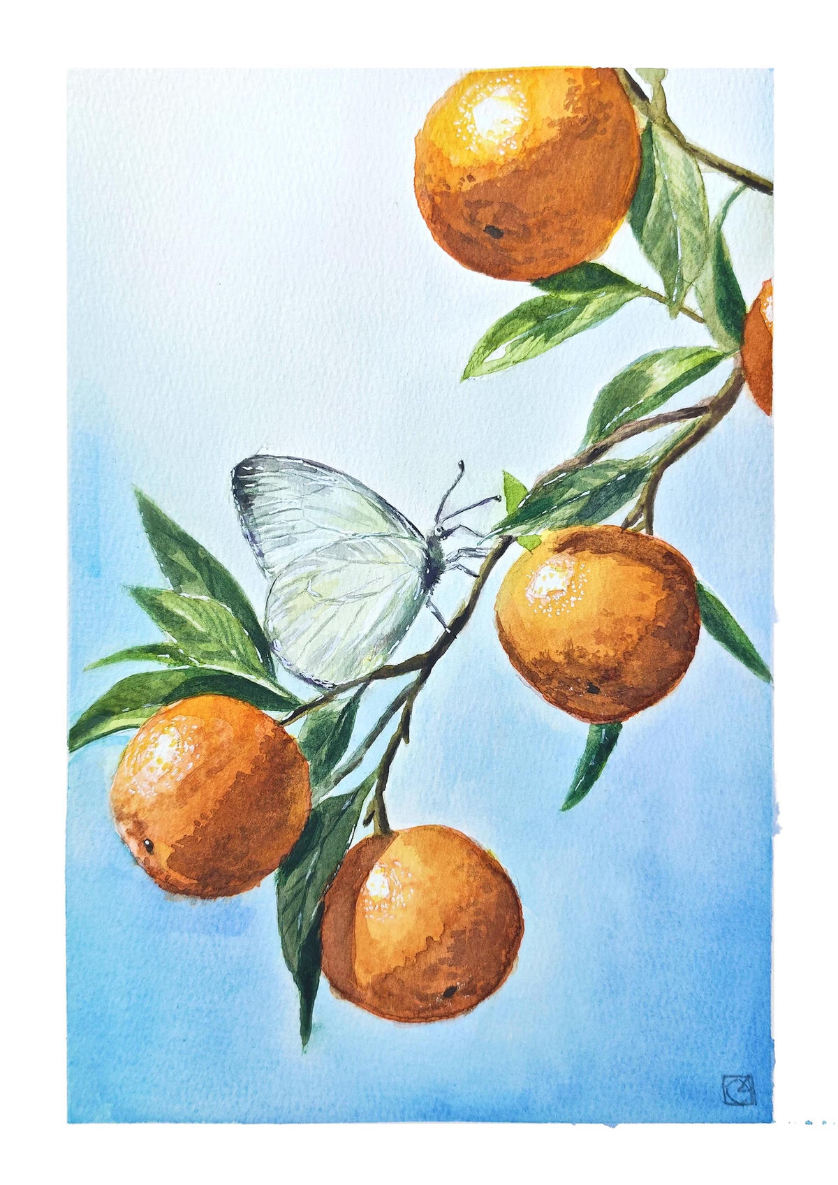 Oranges on a leafy branch, with a white butterfly against a pale blue watercolour wash.