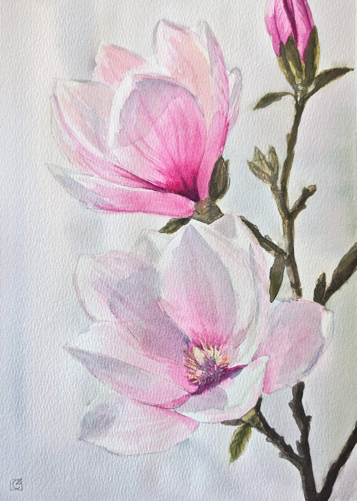 Two open pink magnolia flowers and a closed bud on a brown branch.